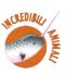 icona Incredibili animali febbraio 2020 icona Incredibili animali febbraio 2020